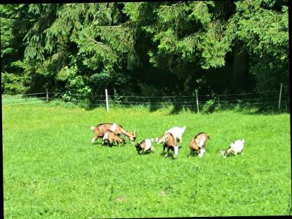 Bild 2:Steirische Scheckenziege