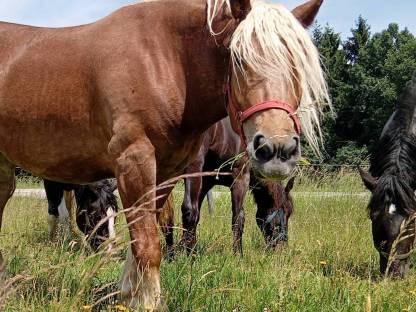 3-jährige Noriker Fuchsstute