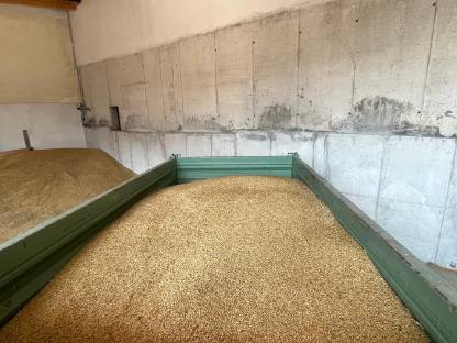 Getreide Mais Gerste Weizen