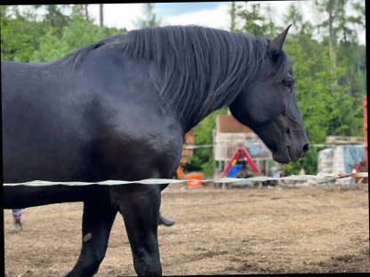 Bild 9:Noriker Glanzrappe