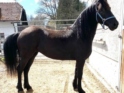 Bild 4:Schönheit Gelina sucht Lebensplatz