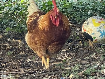 Bild 3:Huhn und Henne