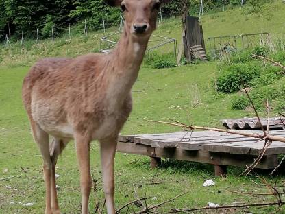 Damwild für Zucht sowie Fleisch