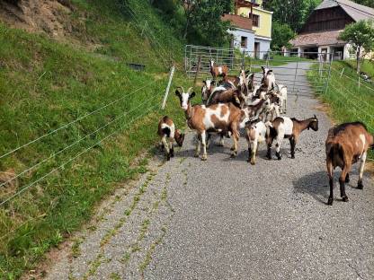 Steirische Scheckenziege