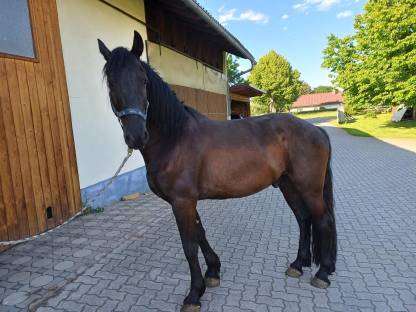 Verkaufe einen Friesen-Warmblut-Mix