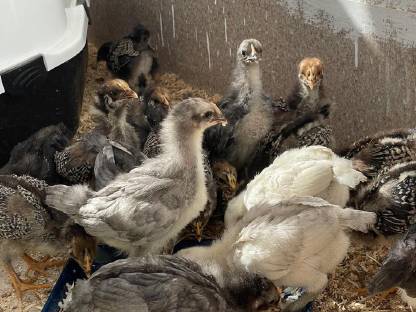 Barnevelder