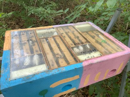 Bild 4:Carnica-Bienenköniginnen