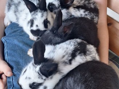 Bild 2:Junge, liebe, zutrauliche Kaninchen abzugeben