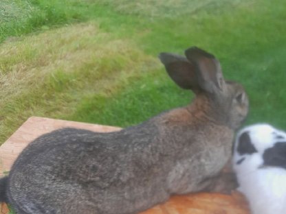 Bild 2:Hauskaninchen