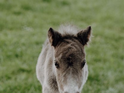 Bild 3:Pony-Hengstfohlen Kalimero
