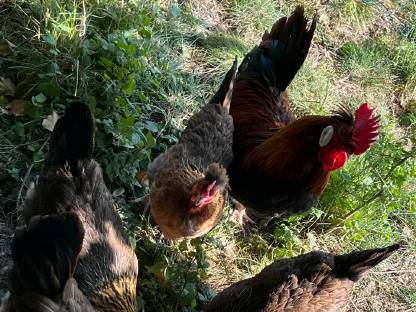 Bild 3:Altsteirer Bruteier