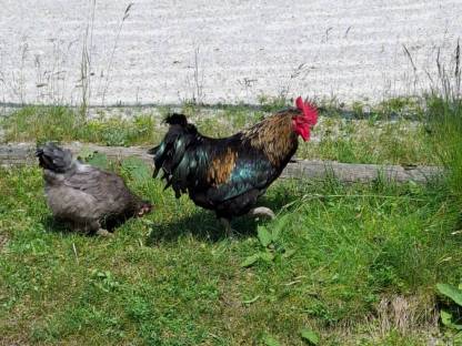 Bild 6:Buntleger Mix Hähne