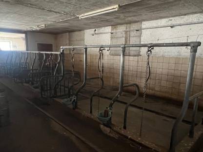 Aufstallung, div. Aufstallung, Halsrahmen, Fressgitter