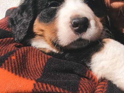 Bild 4:Reinrassige Berner Sennen Welpen