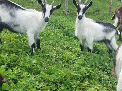 Bild 3:Pfauenziegenkitze