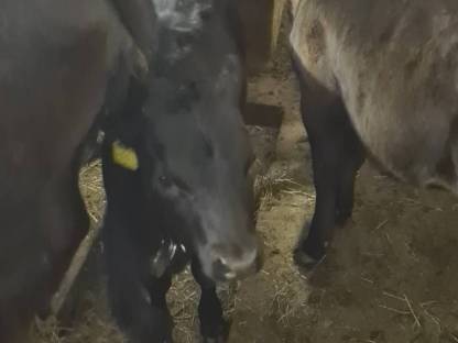 Bild 6:BIO Dexter Kalbinnen