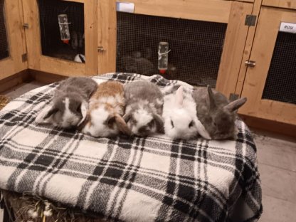 Kaninchen Zwergwidder Hasen