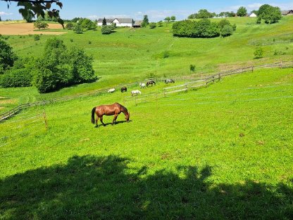 Bild 4:Einstellplatz (Offenstall)