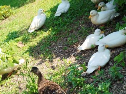 Bild 2:Zwergenten ausverkauft, Reservierungen für 2026 möglich