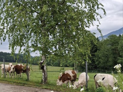 Einstellkalbinnen