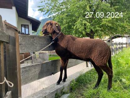 Braune Bergschafe