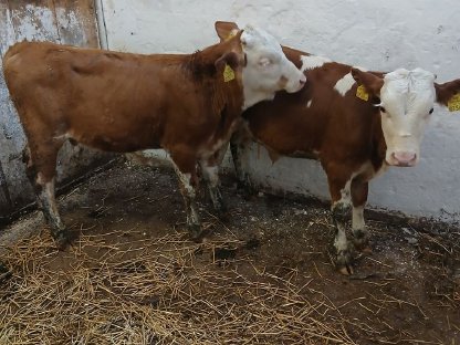 Bild 2:Fleckvieh-Fresser, männlich