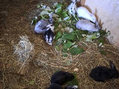 Zwergkaninchen und Riesenmischlinge