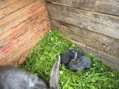 Bild 5:Junge Deutsche Riesen Fleischhasen