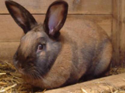 Thüringer Kaninchen zu verkaufen