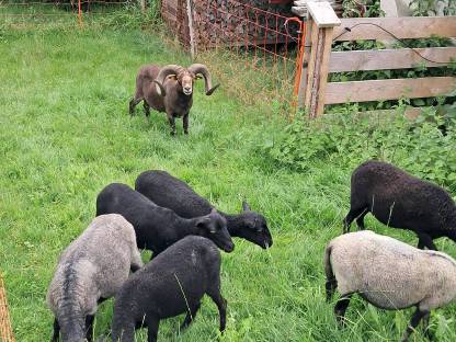 Ouessant, Quessant, bretonisches Zwergschaf