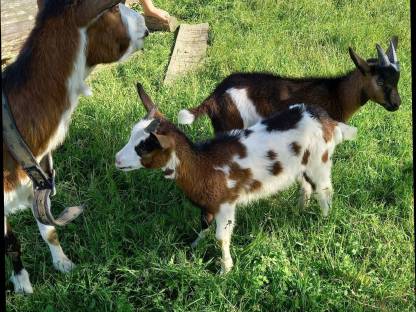 Bild 3:Tauernschecken Kitze Bio