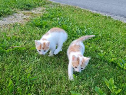 Süße Babykatzen