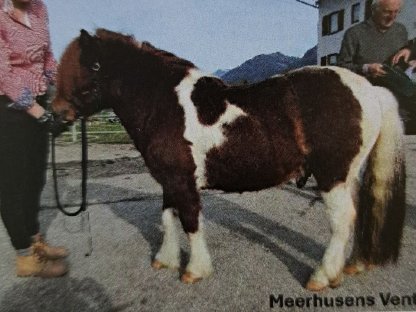 Shetlandpony Deckanzeige