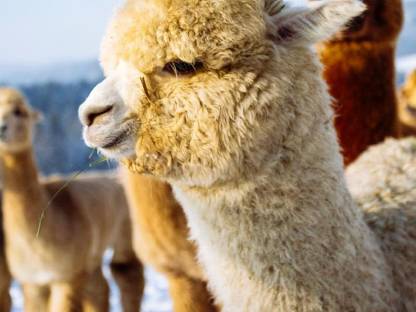 Bild 2:Alpakas