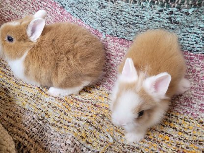 Bild 2:Mini Löwenzwerge