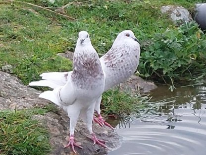 Schlesische Kröpfer Kropftauben