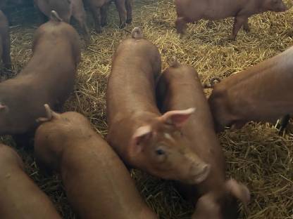 Ferkel aus Strohhaltung