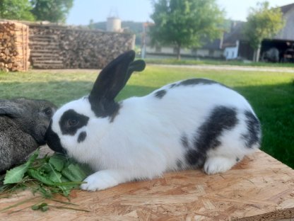 Hauskaninchen