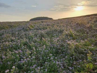 Phazelia, Phacelia