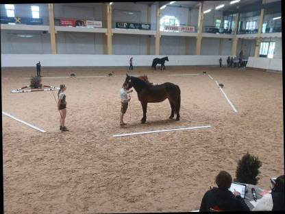 Bild 5:Noriker Stute