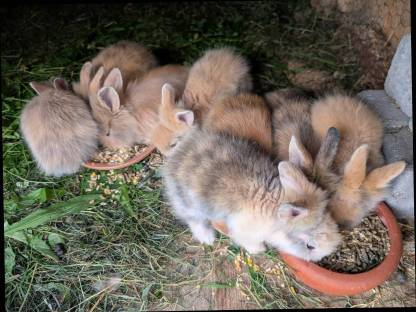 Bild 7:Löwenkopf-Zwergkaninchen zu verkaufen