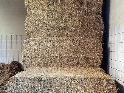 Bild 3:Weizenstroh