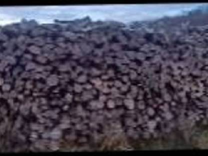 Bild 2:Brennholz ca. 15 m Hartholz