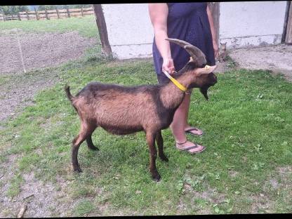 Bild 3:Pinzgauerbock