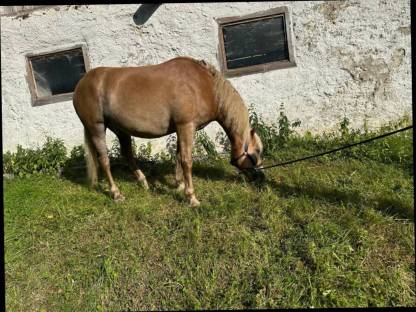 Bild 4:Haflinger Wallach, 8 Jahre