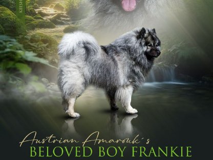 Bild 8:Wolfsspitz-Welpen, reinrassig, FCI Papiere, Abgabe Ende Juli