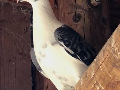 Bild 2:Brieftauben in verschiedenen Farben