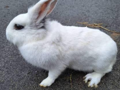 Bild 7:Löwenkopf-Hasen