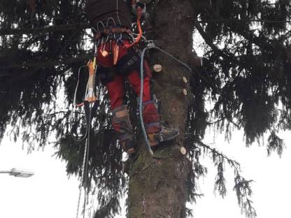 Bild 7:Baumfällung, Heckenschnitt uvm.