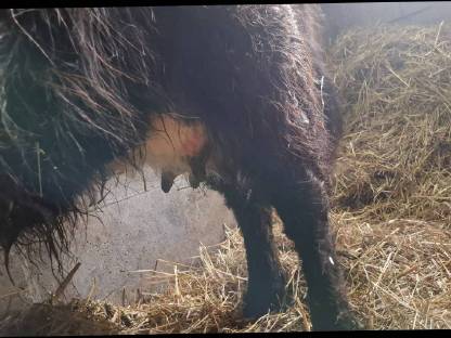 Bild 5:Hochlandrind Kuh schwarz